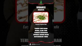 Download lagu VIGAREX BHARATA | obat herbal impotensi, obat kuat pria mp3 Download lagu VIGAREX BHARATA | obat herbal impotensi, obat kuat pria mp3