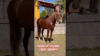 Corrido de solovino - grupo laberinto