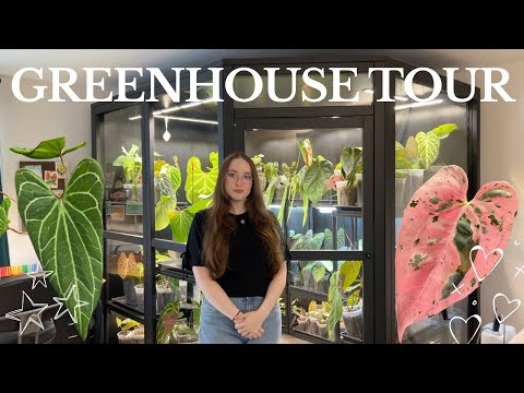 Indoor Greenhouse Tour I Rare Anthurium & Houseplant Collection