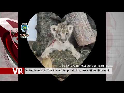Vedetele verii la Zoo Bucov: doi pui de leu, crescuţi cu biberonul