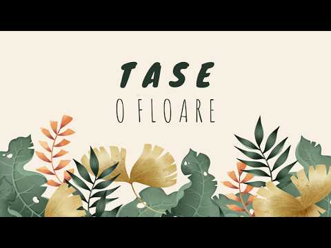Tase - O Floare