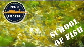 preview picture of video 'School of Fish at Isla Gullio Subic, PHILIPPINES'