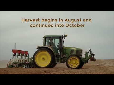 , title : 'برنامج سنابل ترجمة فيلم فيديو عن زراعة وحصاد وتخزين البصل في ولاية إيداهو وارجيون الامريكية'