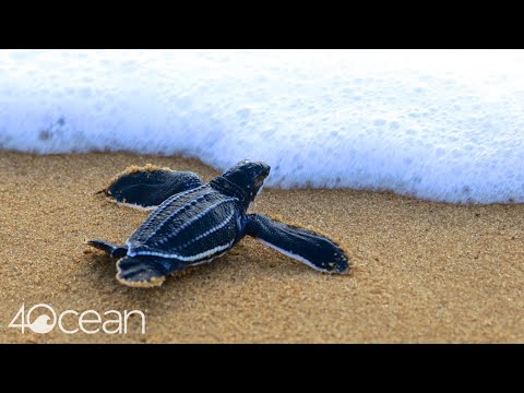 Protecting the Leatherback Sea Turtle