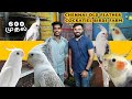 ரூ 600 முதல் Cockatiel Birds Farm | Chennai Old Feathers | Largest Farm Visit | Rare Cockatiels