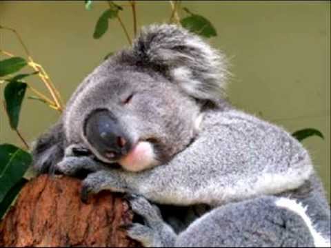 Kenny the Koala