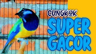 Download lagu MASTERAN SUARA CUCAK CUNGKOK SUPER GACOR, TEMBAKAN JEDA DAN SPEED RAPAT 100% AMPUH mp3 Download lagu MASTERAN SUARA CUCAK CUNGKOK SUPER GACOR, TEMBAKAN JEDA DAN SPEED RAPAT 100% AMPUH mp3