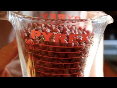 Making Fruit Leather from Autumn Olive Berries| Identification, Picking and Recipe Tutorial