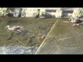 4 Chinese Spotbill Walk Swim