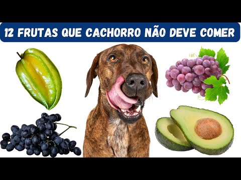 CUIDADO COM ESSAS FRUTAS: Mantenha seu Cachorro Seguro e Livre de Riscos