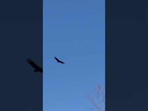 Vulture soaring