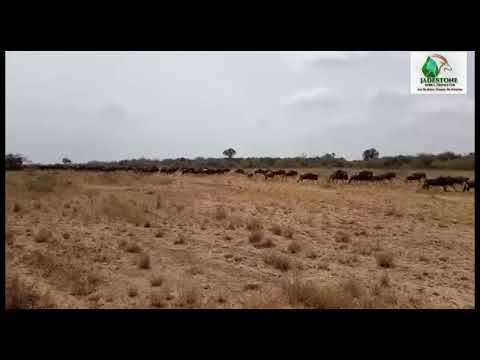 Game viewing 