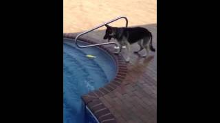 Who says dogs are colorblind!!!!