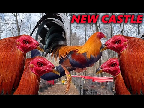 Big Farm CALIFORNIA TEXAS New Castle Farm Visit