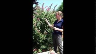 How to Care for a Butterfly Bush in a Container or Pot