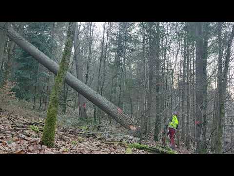 Starkholz-Kiefer Einschlag mit Stihl MS 500i. es läuft das schlechte Wetter hat ein Ende 💪