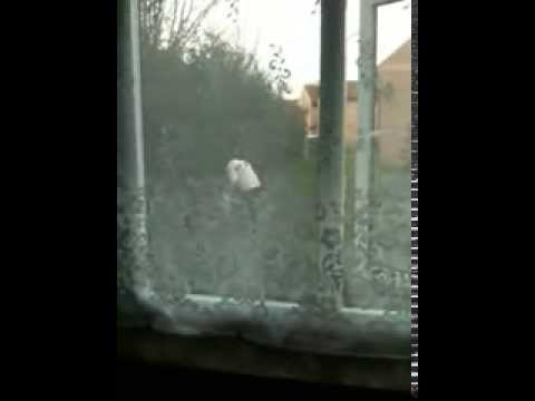 The Womble of Sydenham