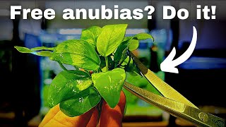 Download lagu Free anubias? How to propagate your aquarium plants step by step! mp3