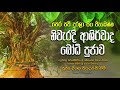 පිං වැඩෙන නිවැර​දි ආශිර්වාද බෝ​ධි පූ�