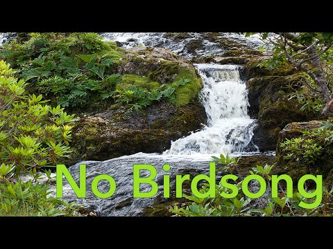 Waterfall Nature Sounds no Birds - Forest River Water Meditation Sound Without Birdsong for Sleeping
