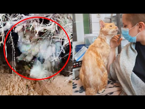 Injured Stray Cat and Helped a Woman will Mend Your Broken Heart -  Homeless Cat Transformation