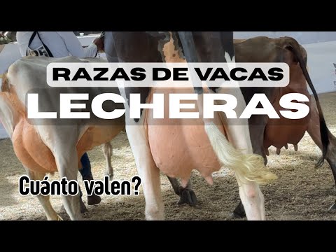Cual es la raza de vaca que produce mas leche? y cuanto cuestan?