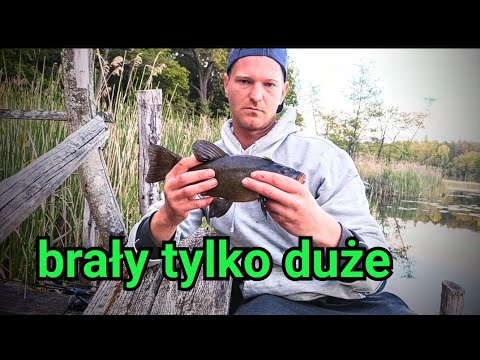 Najlepsza przynęta na lina 😀#fishing