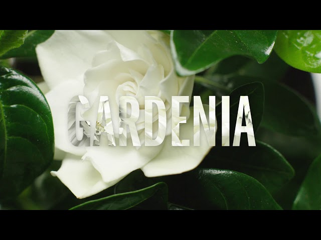 Video teaser for Scandal | Jean Paul Gaultier