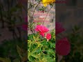 Kadhal Rojave Enge Nee Enge ️ WhatsApp Status