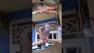 Download lagu Female Goldfinch Turtle Dove Price 271 Trillion #turtledove #turtledovemania #turtledoveindonesia... mp3