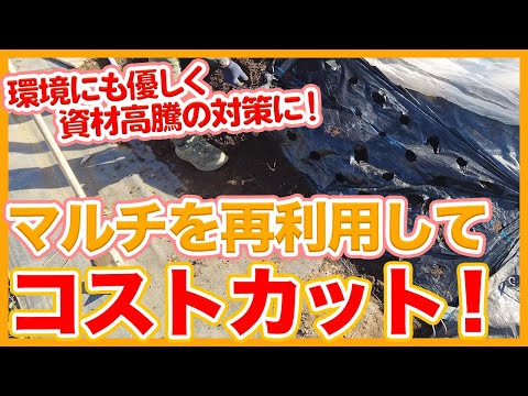 春に古いマルチを取り除くべきですか？いつ取り除くべきですか？