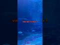 Quel Type De Vibe Aupinard Music Aupinard Spotify