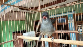 Download lagu murai air gacor roll tembak panjang mp3 Download lagu murai air gacor roll tembak panjang mp3