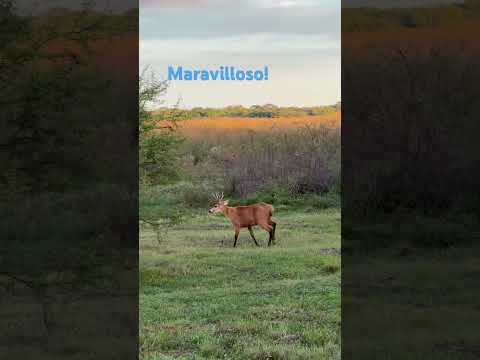 Parque Nacional Mburucuyá. Excelente excursión de domingo #corrientescapital #naturaleza #silvestre
