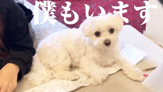 構ってちゃん犬がママと妹の遊びに割り込んでくる姿が可愛すぎたww【マルプー×1歳】