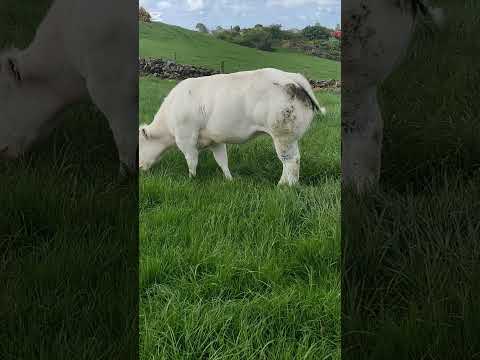 Premium Belgian Blue Heifer, Unmatched Quality - Image 2