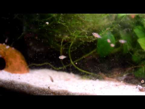 Apistogramma panduro - Nachwuchs 4 Wochen