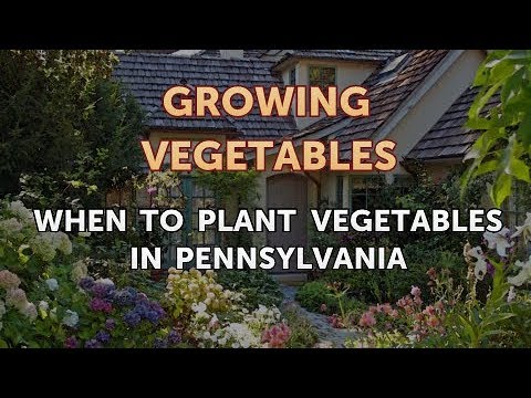 When to Pick Hungarian Hot Wax Peppers