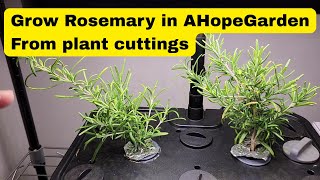 Grow Rosemary in AHopeGarden Hydroponics System - Plant cuttings - Rooting & Transplanting