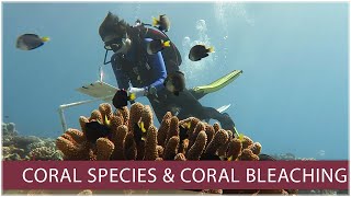 Newswise:Video Embedded fsu-researchers-discover-how-cryptic-species-respond-differently-to-coral-bleaching