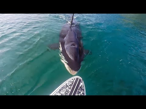 白シャチが帰ってきた