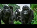 Jack Falk Project - Cruising The Rainforest