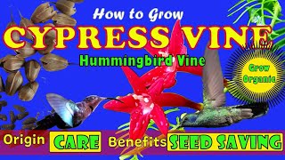 How to Grow Cypress Vine From Seeds| Hummingbird Vine| Poisonous Vine Symptoms