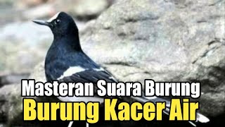 Download lagu Masteran Suara Burung | Burung Kacer Air mp3