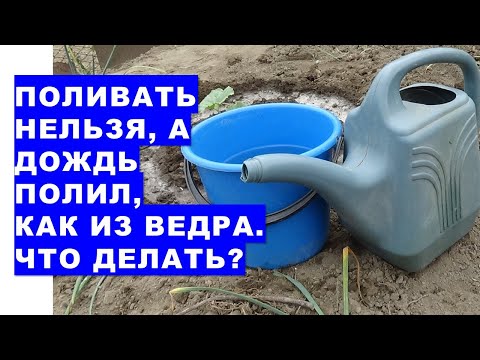 , title : 'Поливать нельзя, а дождь льёт, как из ведра. Что делать?'