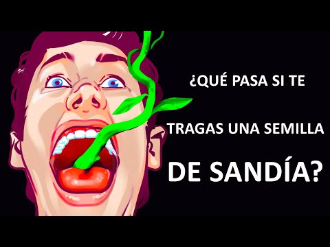 Qué Ocurre Si Te Tragas Una Semilla De Sandía