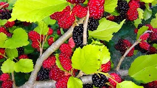 FRUTIFICAÇÃO INCRÍVEL APÓS A PODA REALIZADA NAS FRUTÍFERAS.