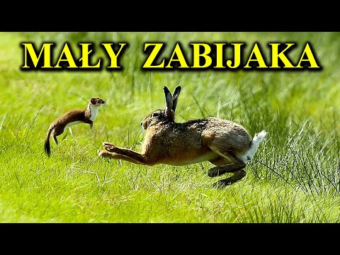 WEASEL, ERMINE - They hunt victims 10 times bigger than themselves