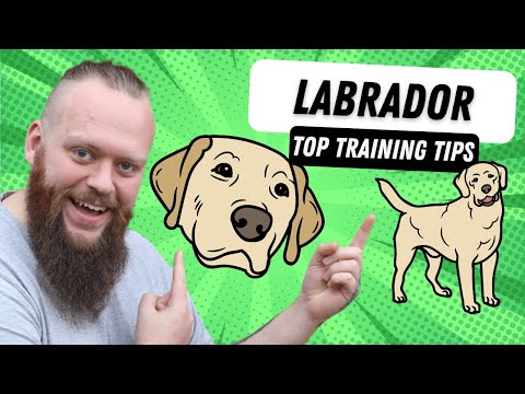3 Top Tips for Training Your Labrador