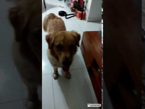 kneel before your queen